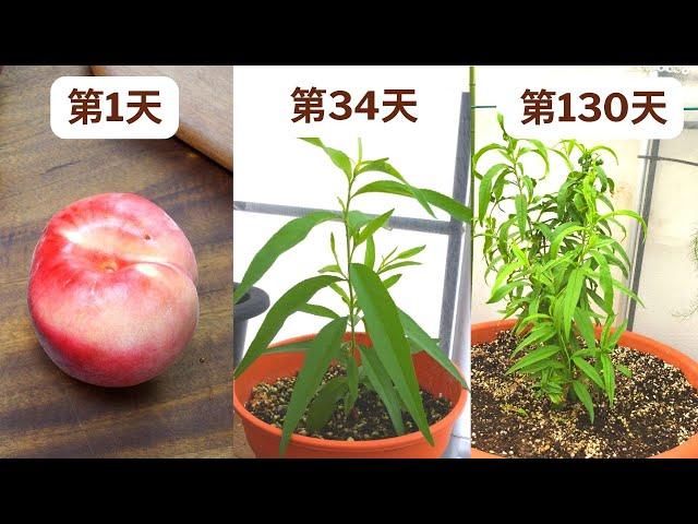 从种子种植桃树, 130天记录!