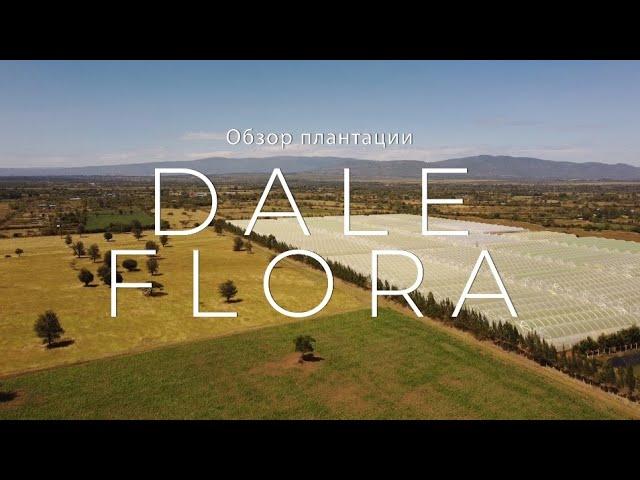 GFG | Dale Flora | Кения 2021 | Кенийские розы