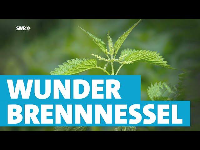 Brennnesseln - die verkannten Superpflanzen