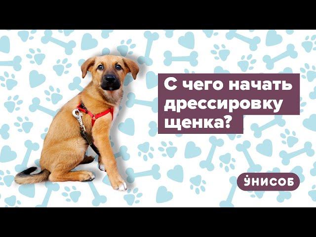 Дрессировка щенка для начинающих