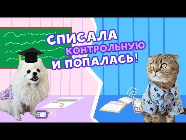 КАК СПИСАТЬ КОНТРОЛЬНУЮ  //КАССИ И БРЮС: ВЫРАСТИ ЛЮБОЙ ЦЕНОЙ