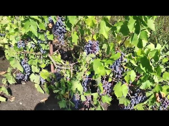 The countryside grapes near Odessa, Ukraine