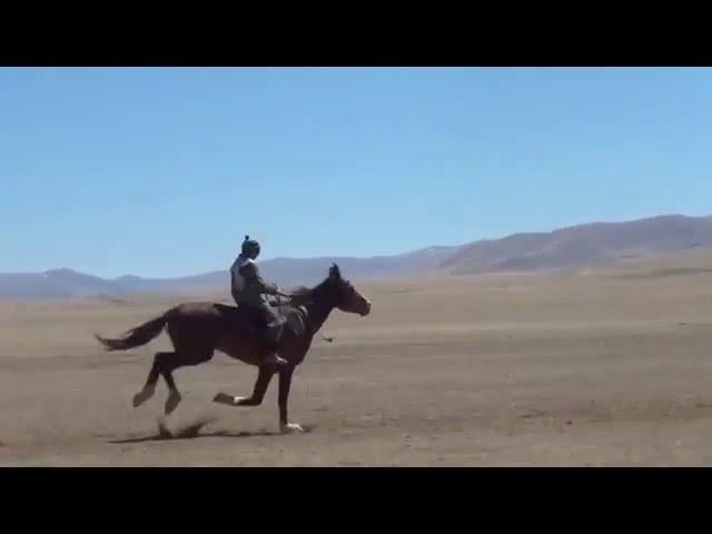 The fastest horse Naiman-tori!!! Самый быстрый скакун!!! Найманның шабысы