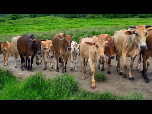 Video Menggiring Sapi Lembu Saat Hujan di Pedesaan Dengan suasana kampung yang tenang dan damai