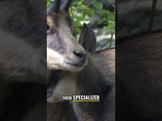 Chamois: Agile Mountain Masters of the Greek Highlands