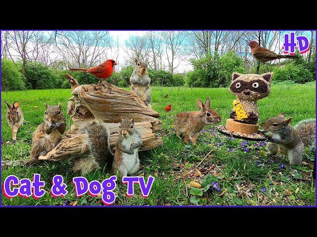 Squirrels, Bunnies & Birds | 10 Hour (No Ad Interruptions) Cat & Dog TV | Entertain your Pets 