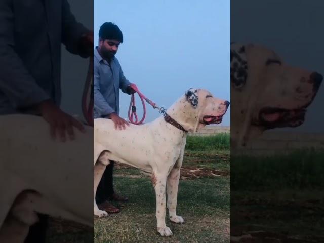 Булли Кутта или пакистанский мастиф# Pakistani Mastiff