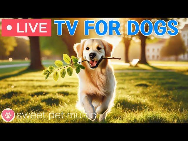24 Hours of Dog TVRelaxing Music for Dogs🩷Soothing Music for Stress Relief & Separation Anxiety