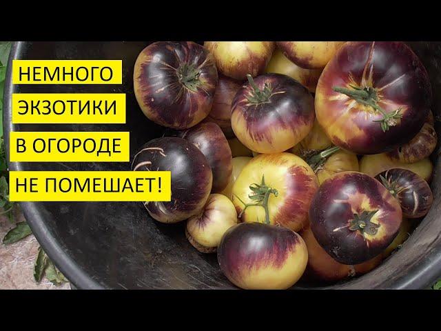 Самые экзотические томаты поспели! Коллекционный томат Грейт Вайт. №423. Необычайно красивый!