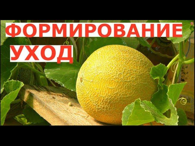 ДЫНИ в Ленинградской области ФОРМИРОВАНИЕ и УХОД