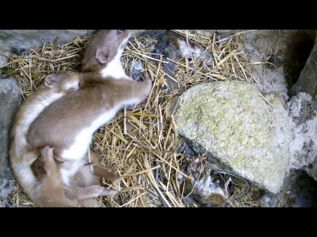 Two Weasels Mating | Discover Wildlife | Robert E Fuller