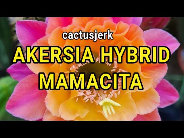 Cactus Video: Akersia Hybrid MAMACITA by Kakteen Vers