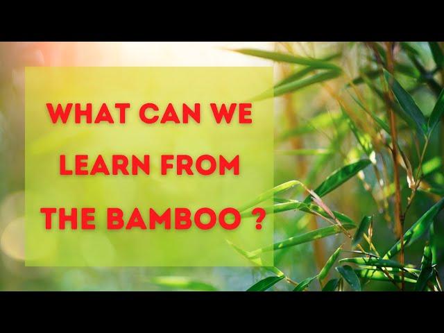 Atomy success| bamboo story| never give up!