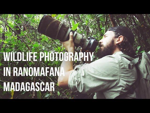 Wildlife Photography in Ranomafana National Park - Madagascar