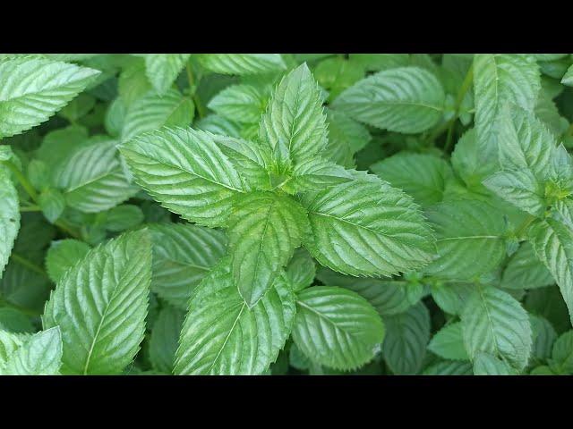 Mint for the winter. How to keep mint fresh