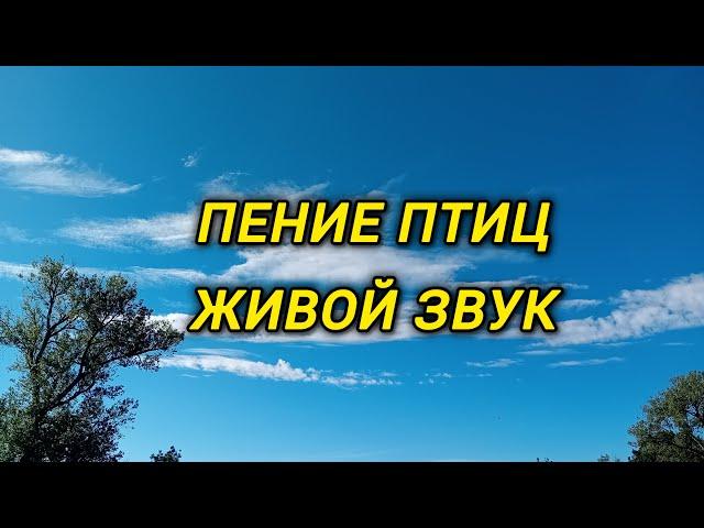 Бесподобное пение птиц | Живой звук леса | Залипательное видео релакс | Фоновая музыка без слов