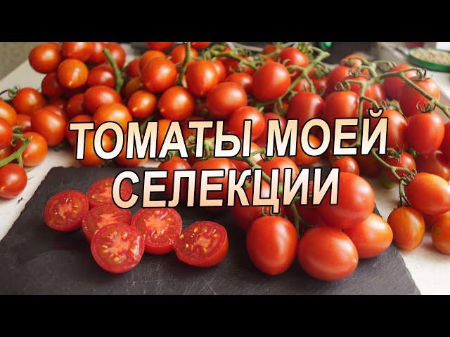 ТОМАТЫ МОЕЙ СЕЛЕКЦИИ И НОВИНКИ СЕЗОНА!