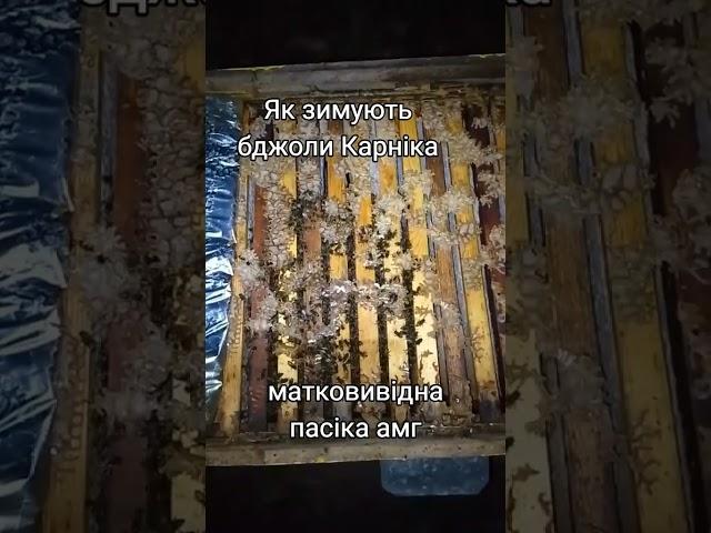 Як зимуютьбджоли Карніка