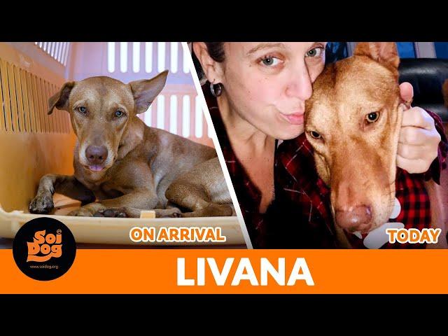 From a deserted island to life of paradise - this is Livana's furrytailending