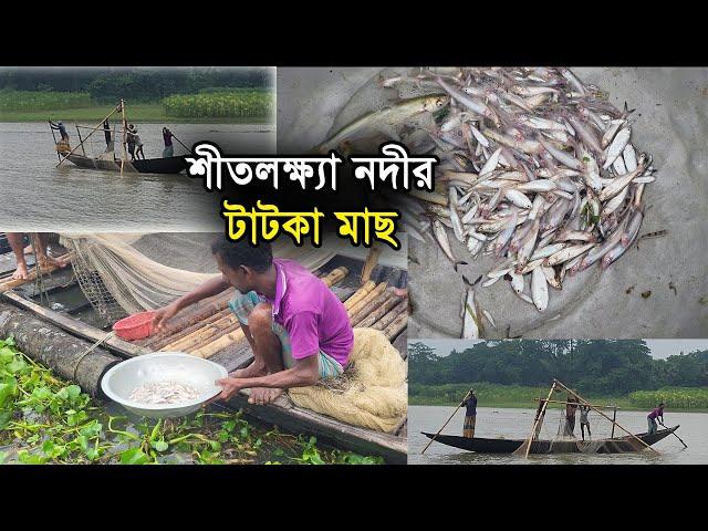 শীতলক্ষ্যা নদীর টাটকা মাছ ত্রীমোহনী, বরমী, শ্রীপুর, গাজীপুর | Adhunik Computers