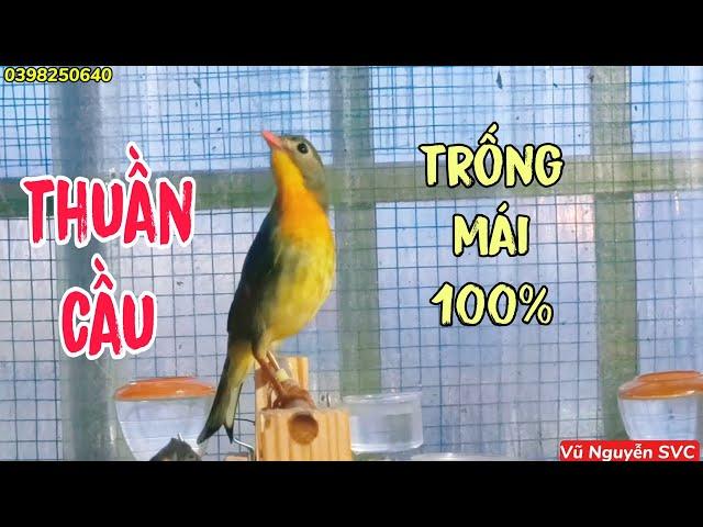 Thuần chim quế lâm, phân biệt trống mái 100%.