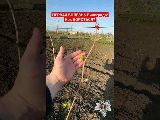 Какая БОЛЕЗНЬ ВИНОГРАДА Будет ПЕРВОЙ? Как БОРОТЬСЯ? Чем ОБРАБОТАТЬ? #виноград #садиогород #огород