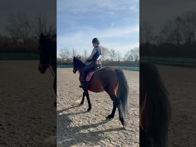 Rising trot practice #horseriding #horse #horses #trot #trotting #horsegirl #horselover #risingtrot