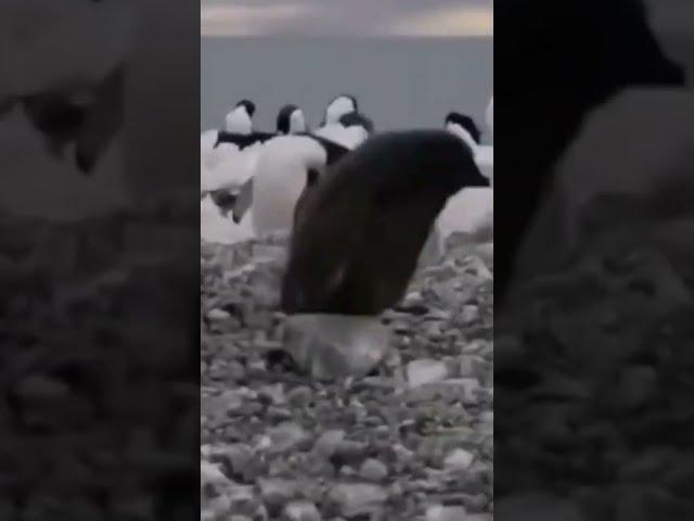 Когда работа заебала  #shorts