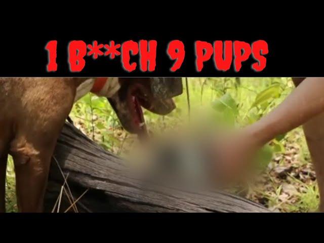 The Tragic Story Of 1 Bi**h 9 Pups | This Video Is Not For The Feint Of Heart (Adam Britton