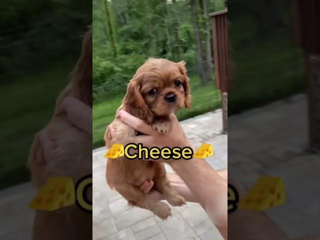 Adorable Puppies Pick Their Own Names! #Shorts