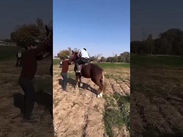 Улетел в космос #tiktok #лошади #horse #ot#shorts