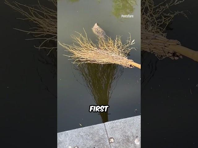 A Hedgehog Rescue Mission
