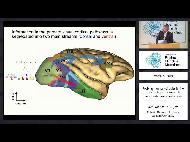 Probing memory circuits in the primate brain: from single neurons to neural networks