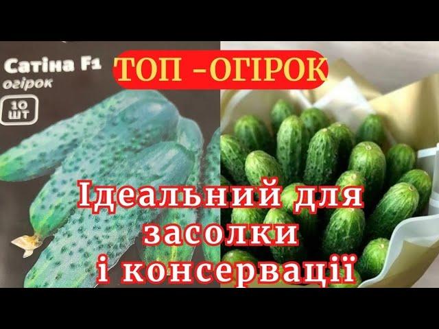 Де можна купити насіння найкращих огірків  @ просто загляніть до магазинів вашого населеного пункту