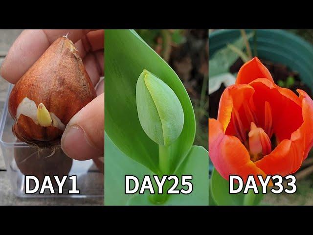 Planting flowers | How to plant tulips from bulbs | Grow tulips from bulbs in pots | planting tulips