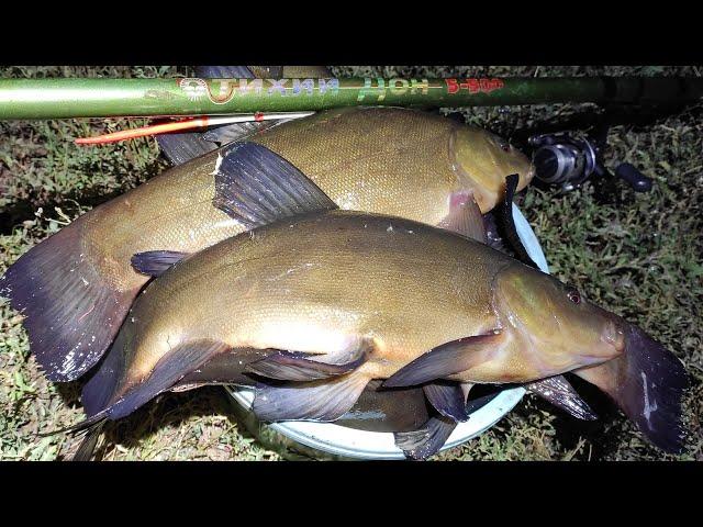 A bucket of large tench at the evening dawn!! Float fishing