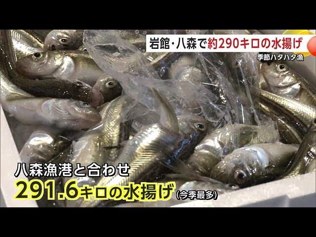 季節ハタハタ漁　岩館・八森で今季最多の290キロ水揚げ　さらなる大漁なるか　秋田・八峰町 (24/12/24 19:00)