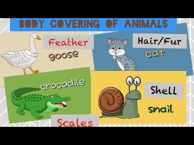 Body Covering of Animals | Feathers | Hair or Fur | Scales | Shell