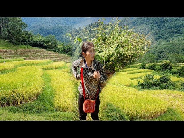 Harvesting rice, on the mountain - picking medicinal herbs. Sươngthảonguyên