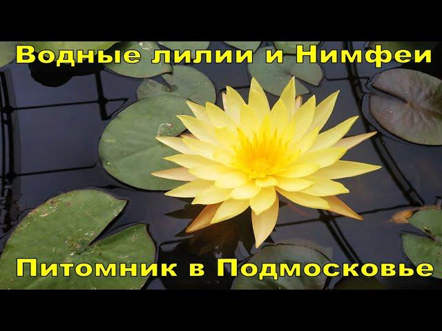 POND NURSERY: NYMPHOES AND WATER LILIES  VISIT A BREEDER IN THE MOSCOW REGION