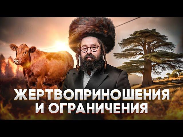 КОЛДОВСТВО и МАГИЯ в Каббале и Торе? Царь СОЛОМОН и пепел рыжей коровы // Раввин Элияу Гладштейн