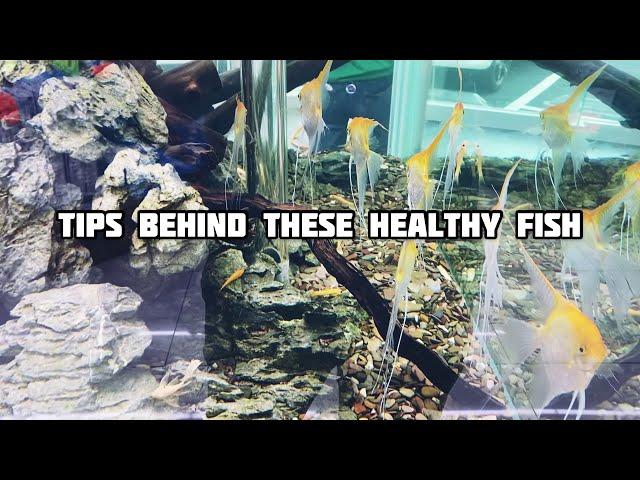 A quick tour at the biggest aquarium chain store in Taiwan