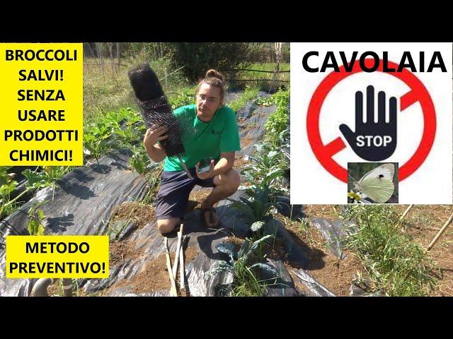 Broccoli bucati?  Come prevenire la Cavolaia nell'orto con questo trucco! | Tutorial agricoltura