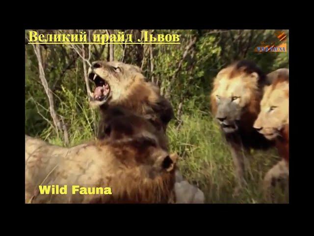 Wild Fauna /Прирождённые Короли /Великий прайд Львов / Mapogo Lions-часть-3