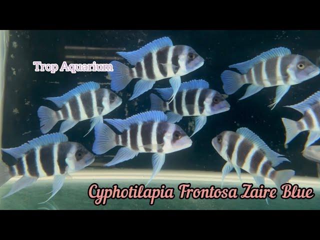 27.12.2024 Specials Part 5: Frontosa & Altolamprologus [Trop Aquarium] (Singapore)