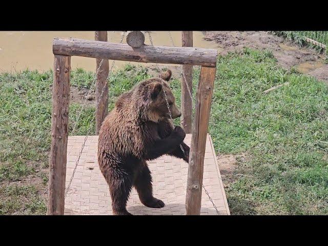 Мишка Пряник развлекает посетителей. ПАРК ЗЕМЛЯ ПРАЙДА 