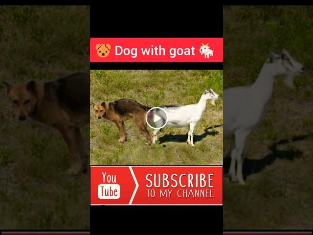 Dog with goat#Animal#shorts#video #viral