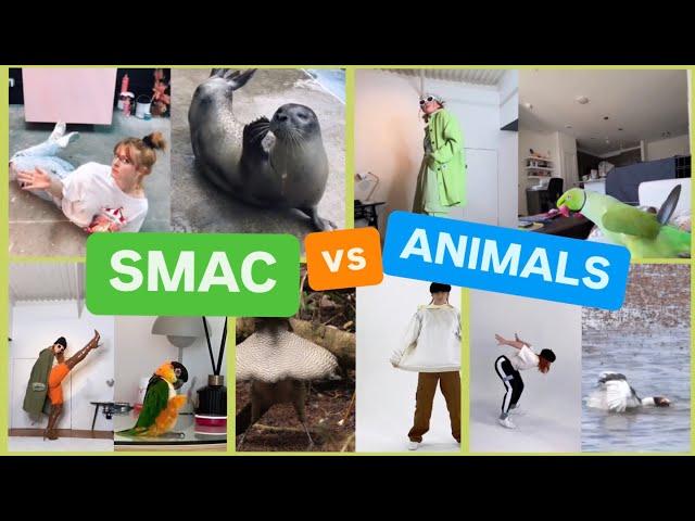 SMAC versus ANIMALS for 9 whole minutes 