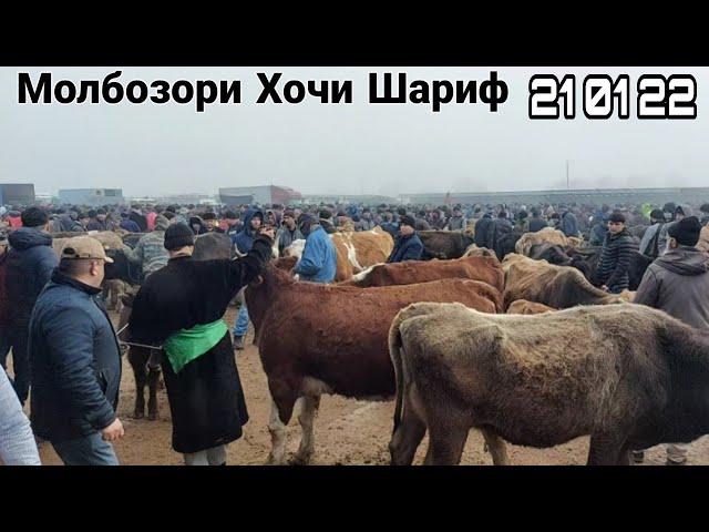 Молбозори Хочи Шариф Курган тепа нархи гови ширте гусаладор   января 2022 г.