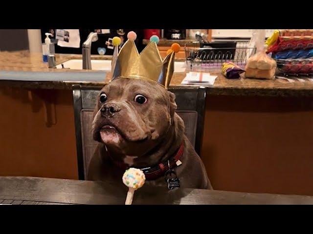 Funny And Cute Dog Youtube Videos That Will Hopefully Make Your Day